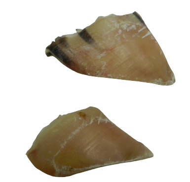 Beef Hooves - Empty x30