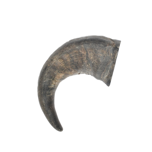 Buffalo Horn Medium/Large x5