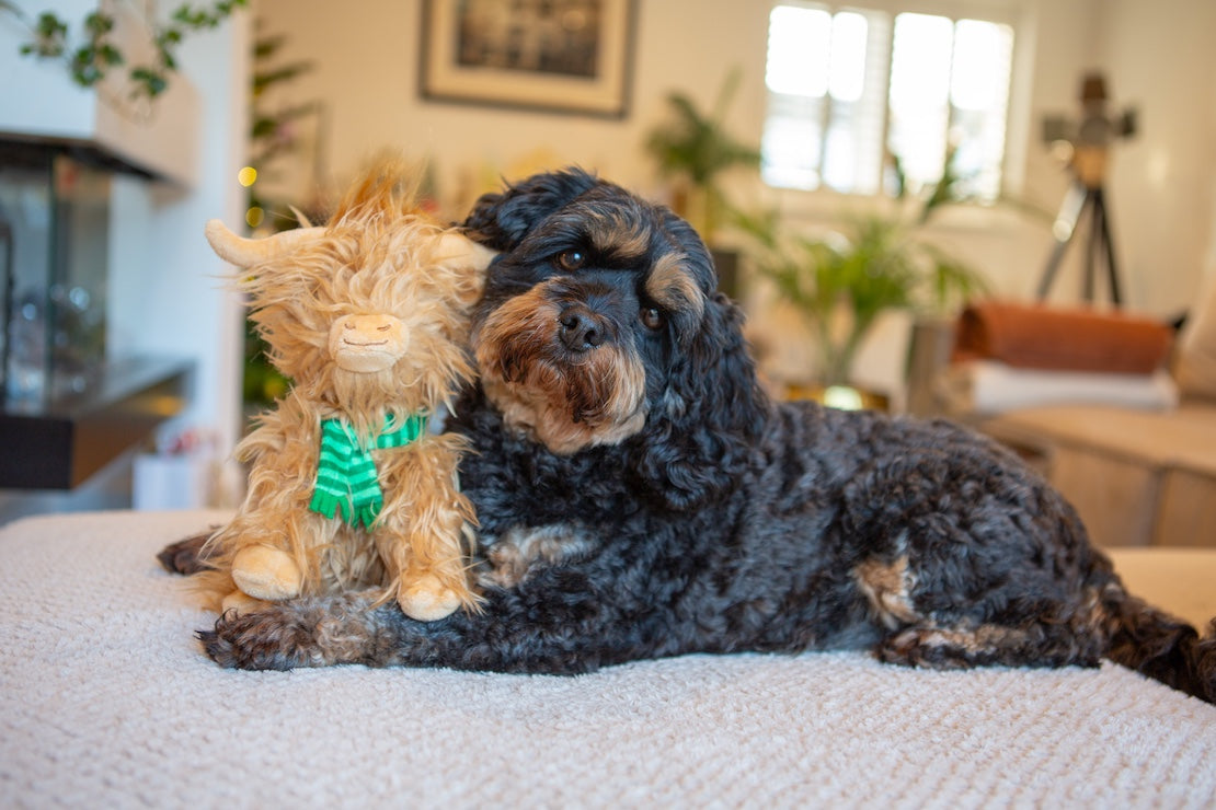Festive Highland Cow Dog Toy