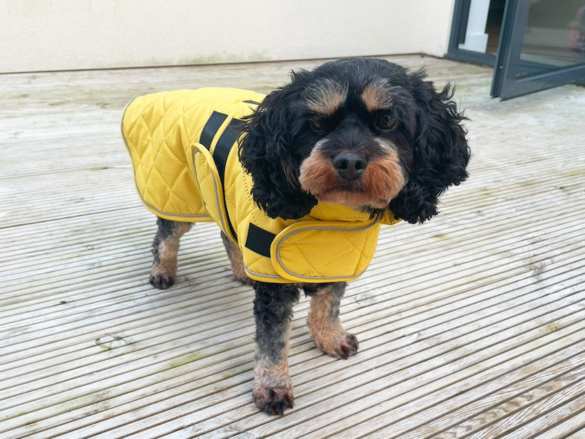 Quilted Classic Dog Coat Mustard