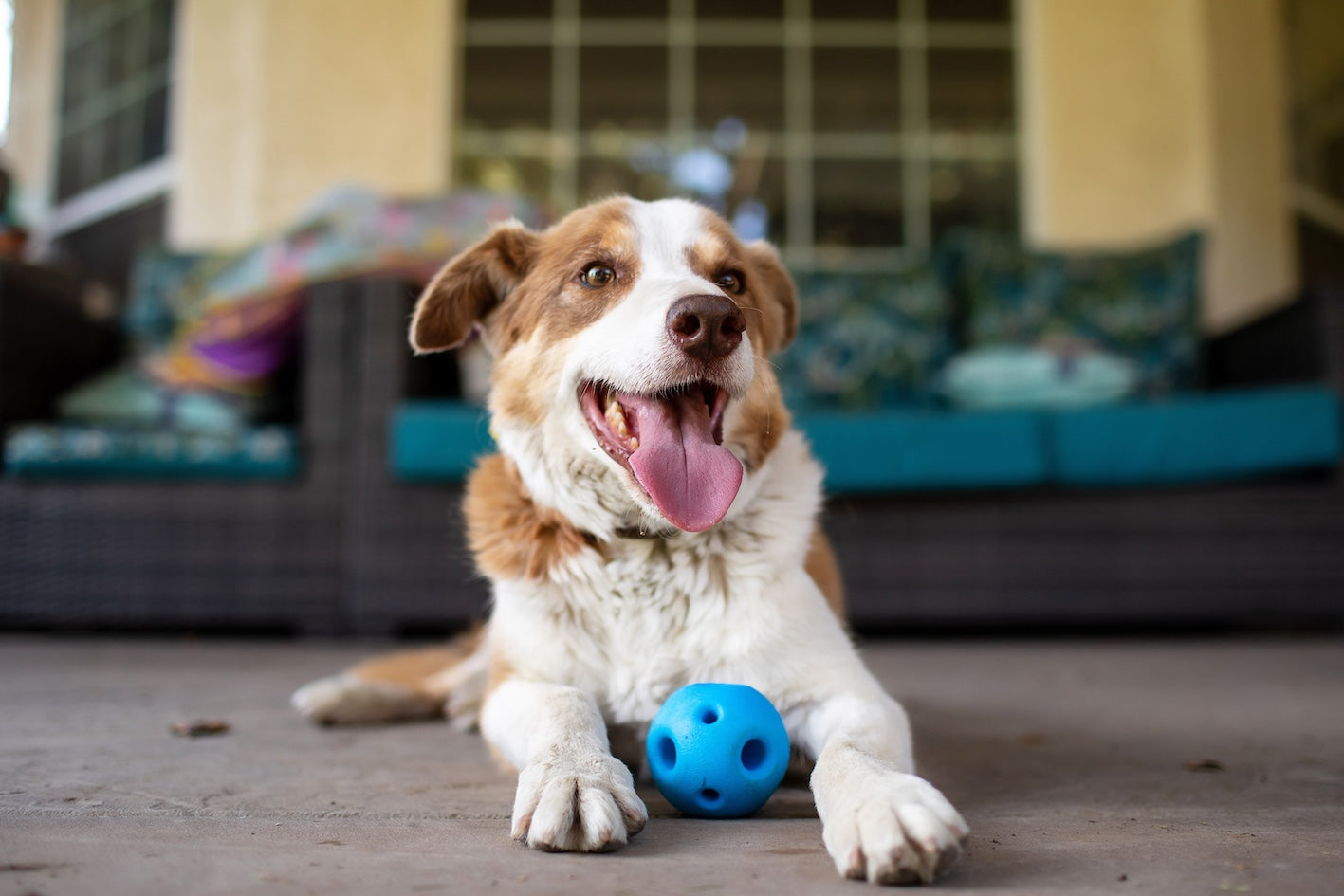 Multipet Breeze ball