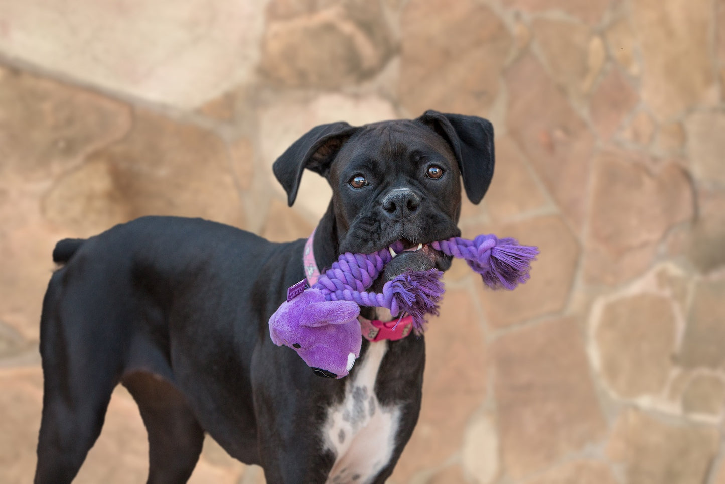 Multipet Rope Body Loofa Dog